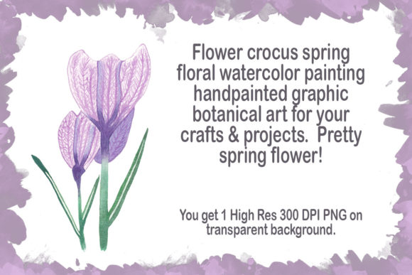 Embrace the Elegance of Flower Crocus Spring Floral Watercolor