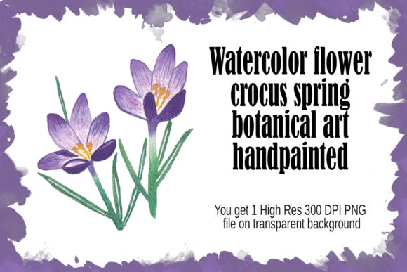 Watercolor Flower Crocus Spring Floral: A Delicate Touch for Your Creative Projects